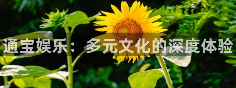 美狮贵宾会网页登陆：通宝娱乐：多元文化的深度体验
